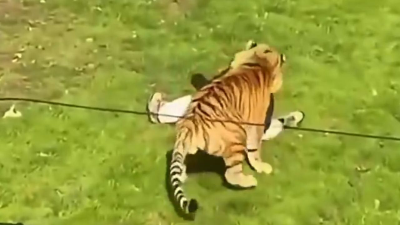 Tigre ataco hombre metio espacio parque inglaterra