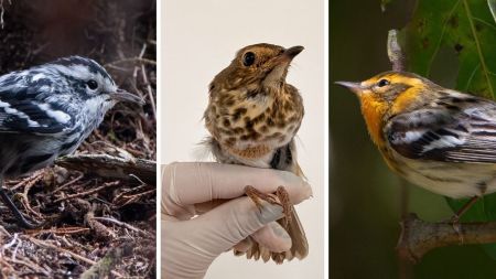 Valle de Aburrá recibe aves migratorias: 301 han sido atendidas desde 2024 Valle de Aburrá recibe aves migratorias: 301 han sido atendidas desde 2024
