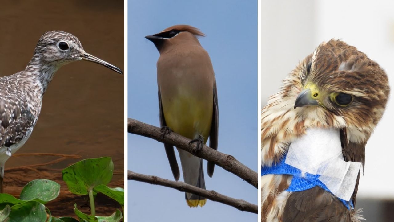 Valle de Aburrá recibe aves migratorias: 301 han sido atendidas desde 2024 1 Valle de Aburrá recibe aves migratorias: 301 han sido atendidas desde 2024