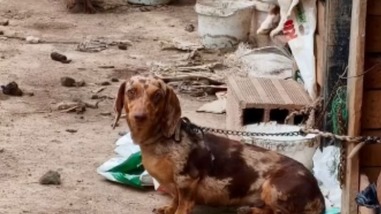 VIDEO: Desmantelan criadero de perros y gallos de pelea en Guatapé: esto fue lo que hallaron
