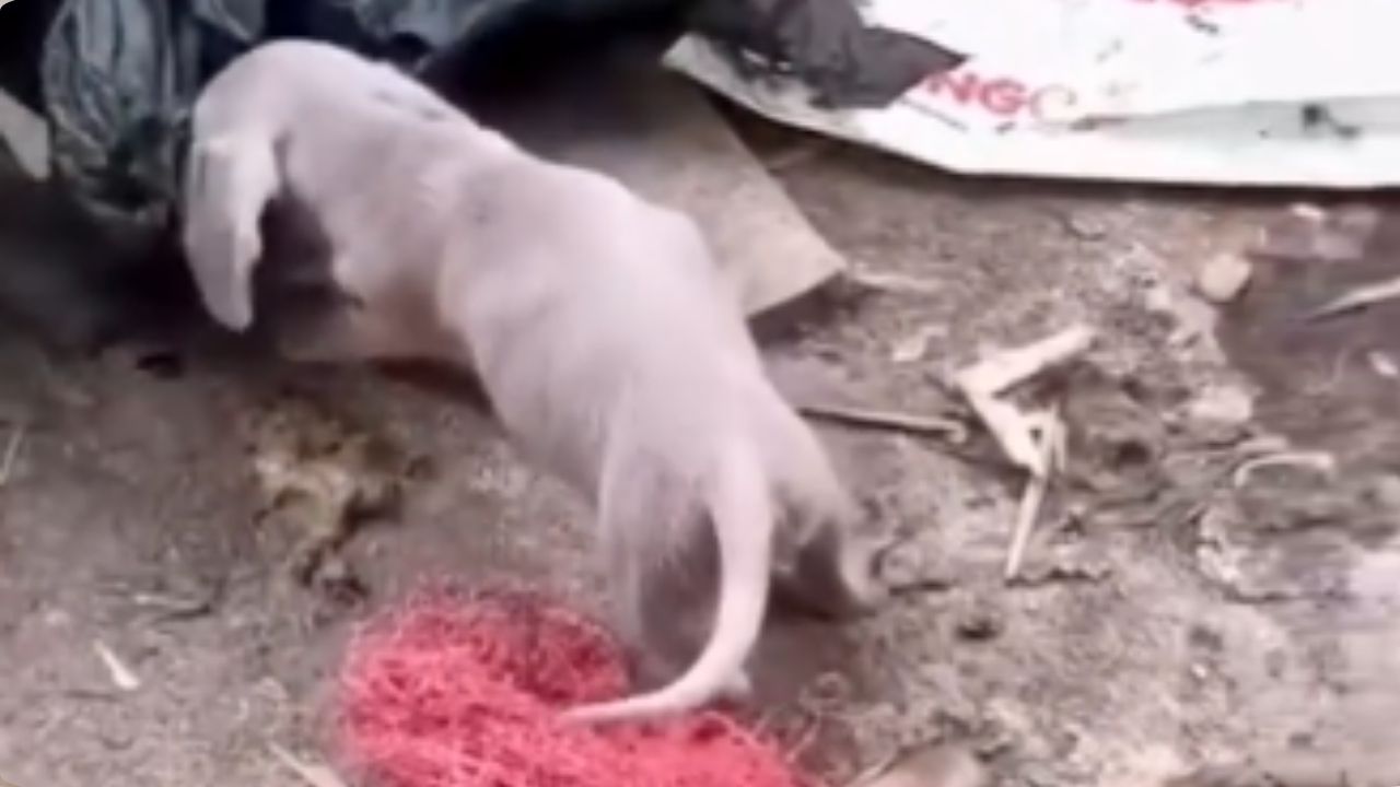 VIDEO: Desmantelan criadero de perros y gallos de pelea en Guatapé: esto fue lo que hallaron