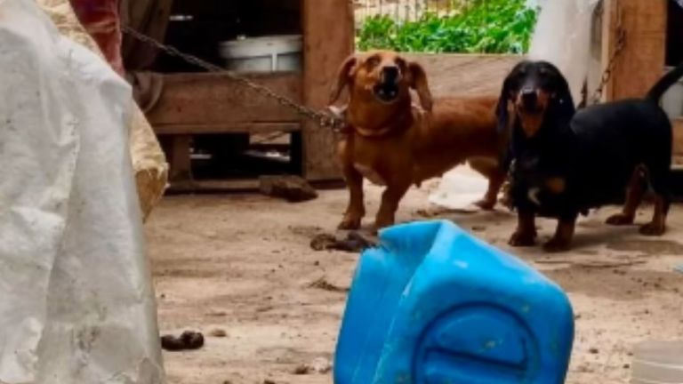 VIDEO: Desmantelan criadero de perros y gallos de pelea en Guatapé: esto fue lo que hallaron