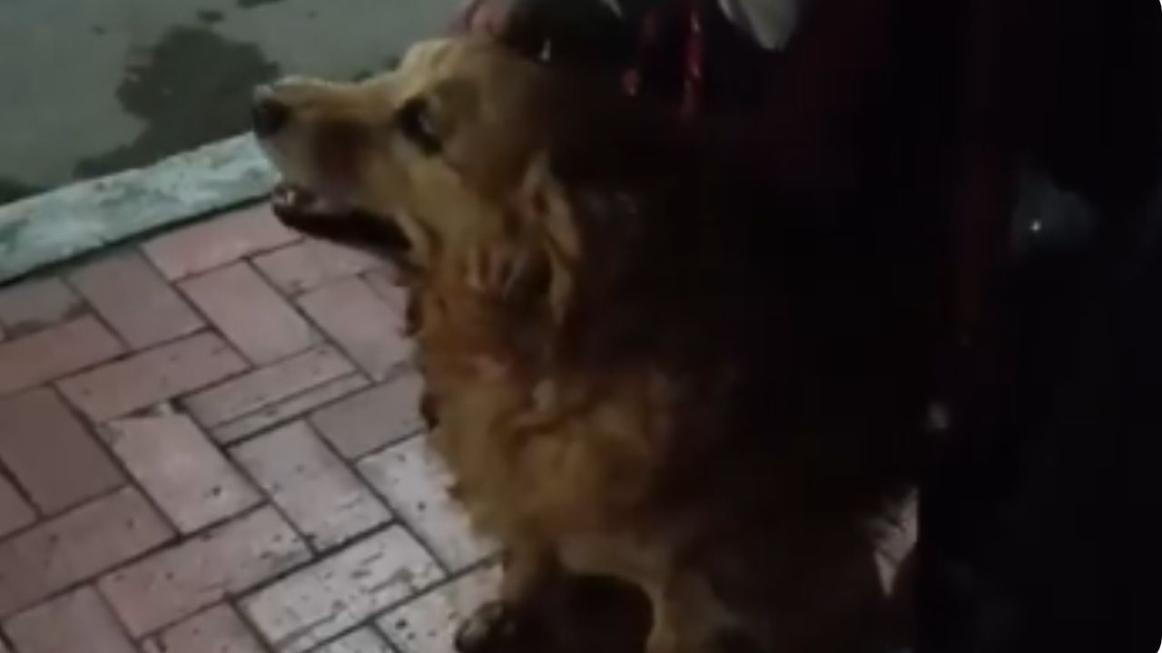 VIDEO: El último “Amor eterno”: la despedida con mariachis a una perrita con cáncer 1 VIDEO: El último “Amor eterno”: la despedida con mariachis a una perrita con cáncer