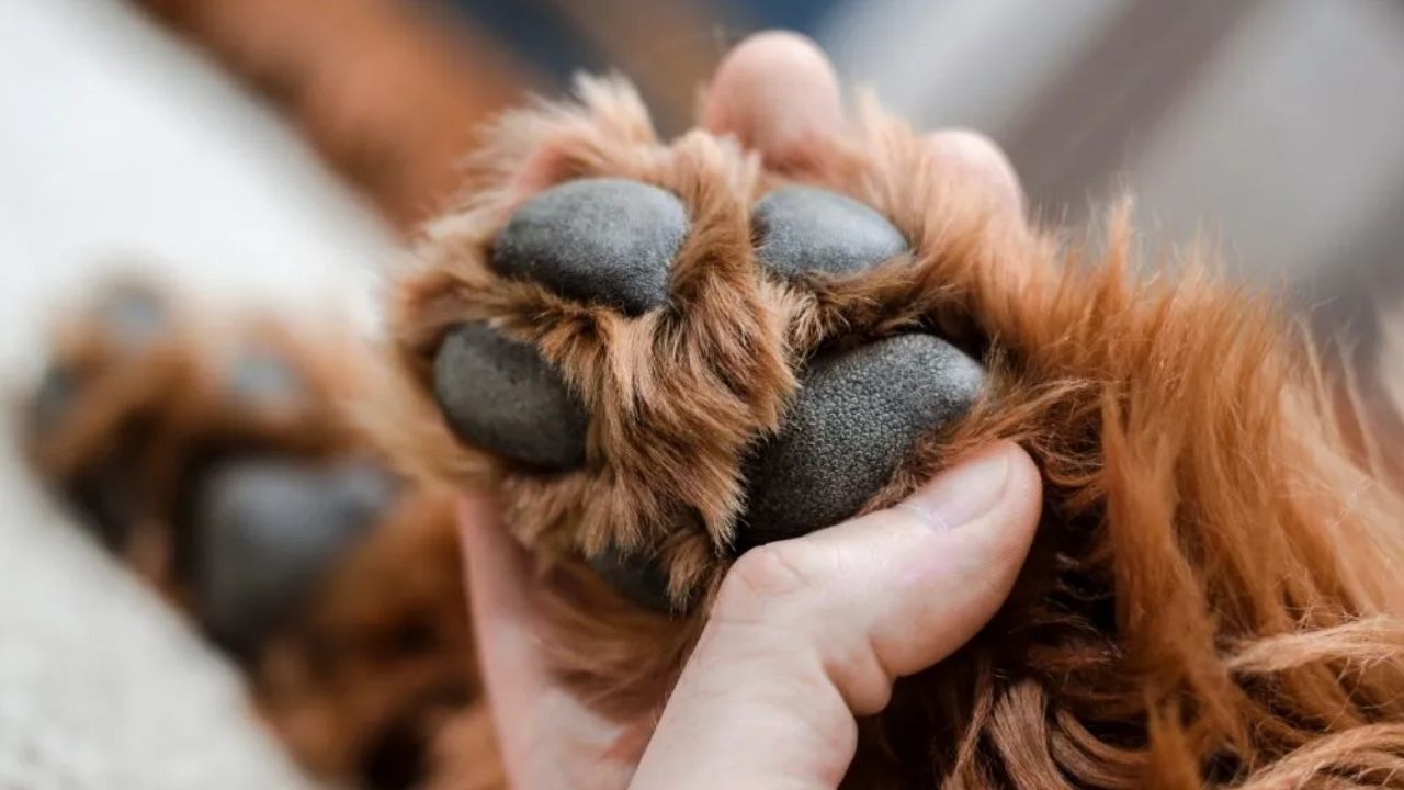 Rescatan ocho cachorros en Guarne durante operativo por presunto ejercicio ilegal de la veterinaria