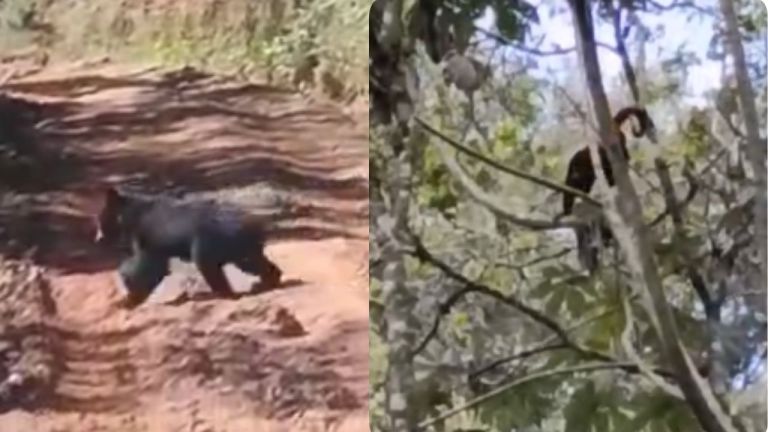 Avistan a una cría de oso de anteojos y a monos aulladores en Peque