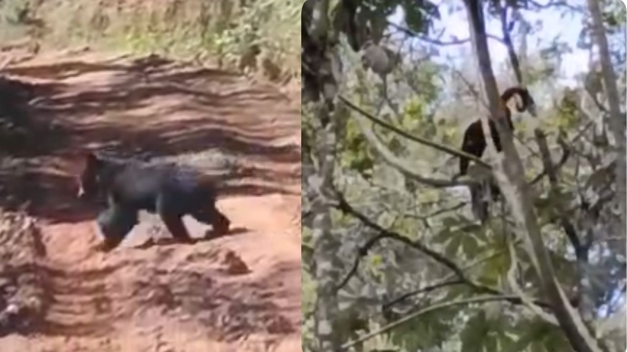 Avistan a una cría de oso de anteojos y a monos aulladores en Peque