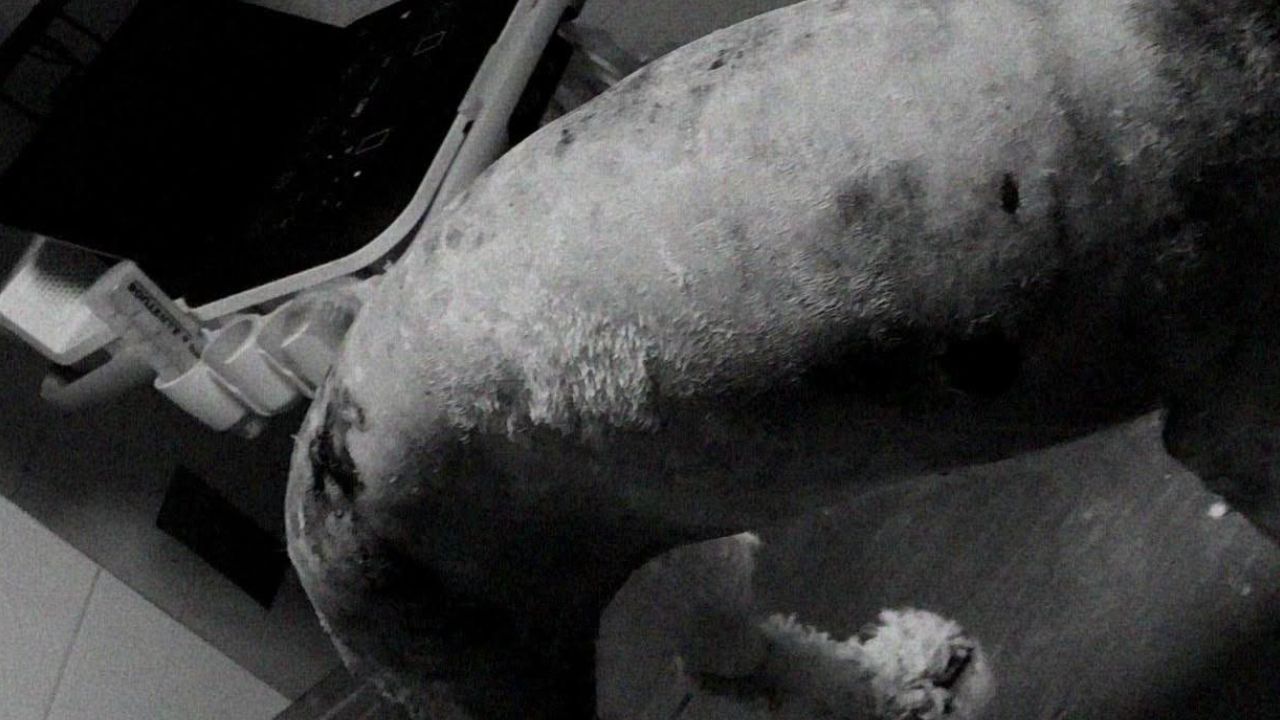 Murió Molly, la perrita que cayó de un quinto piso intentando escapar de un incendio