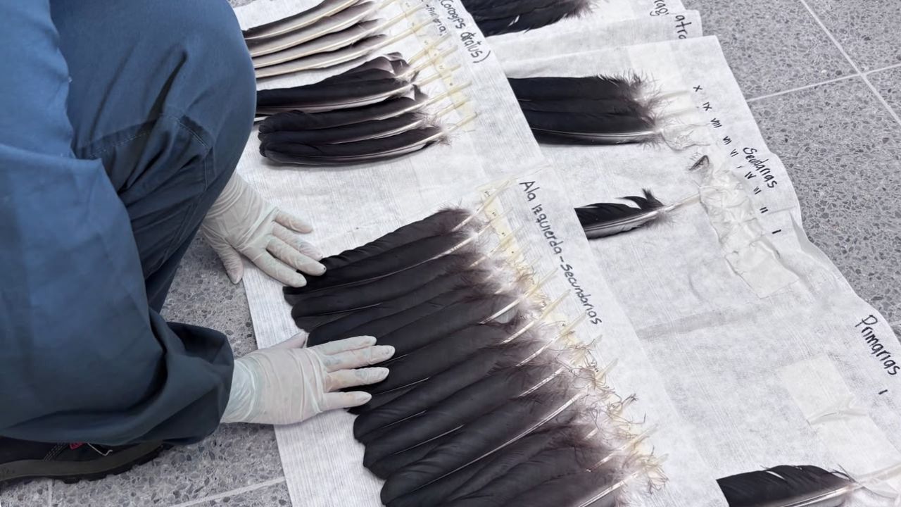 Lo encontraron herido y con las alas cortadas: así va la recuperación de un gallinazo que fue rescatado en Medellín