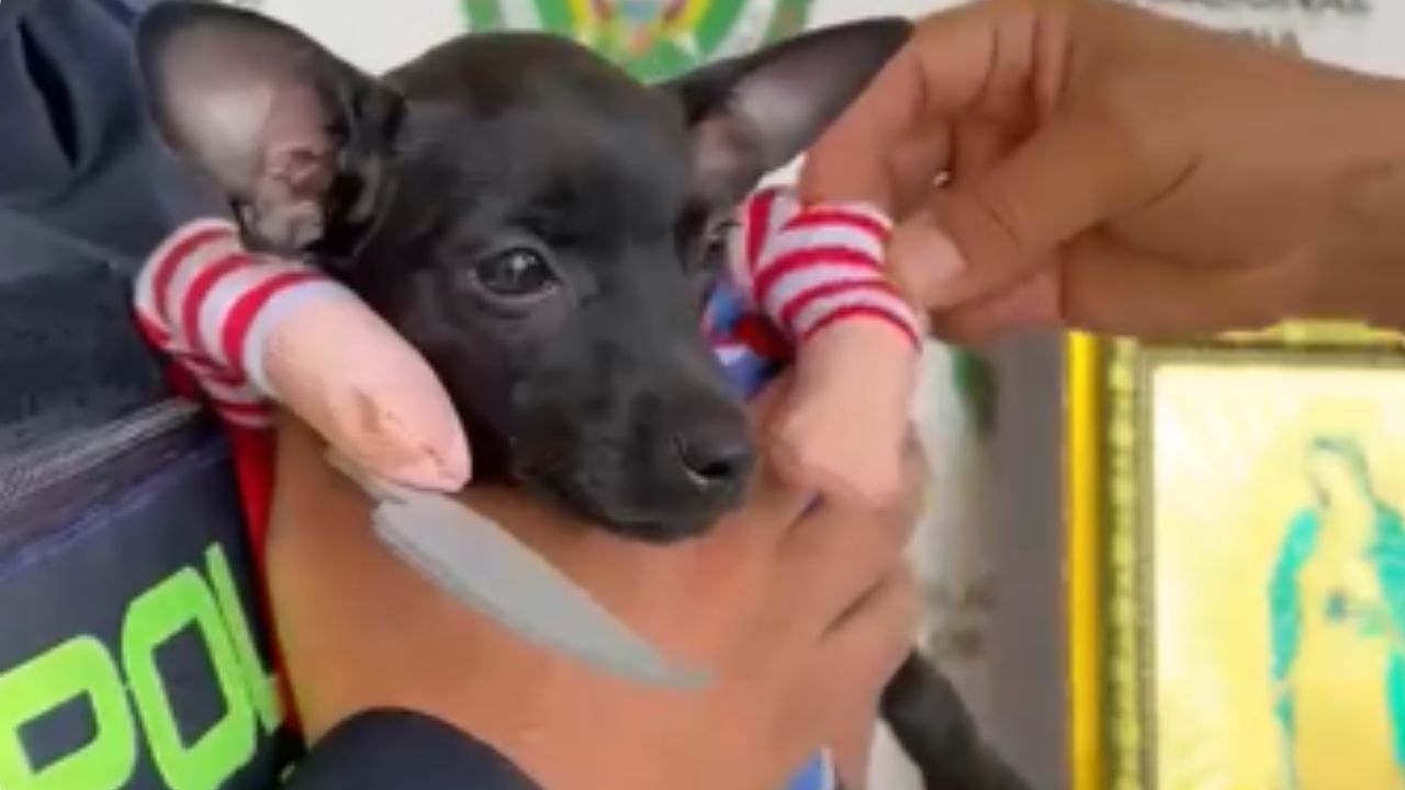 Se le habían llevado hasta el disfraz de su perrita: recuperan bienes hurtados en una vivienda de Yolombó 1 Se le habían llevado hasta el disfraz de su perrita: recuperan bienes hurtados en una vivienda de Yolombó