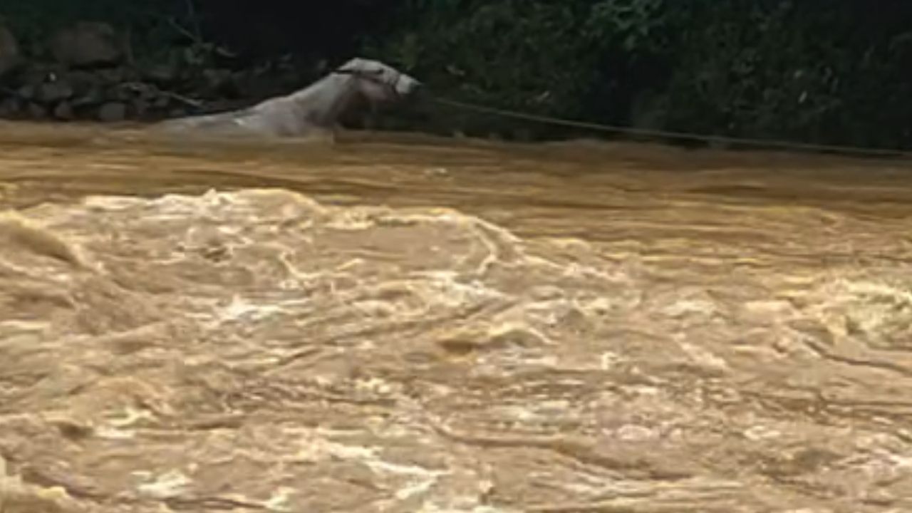 VIDEO: En garrucha y contra la corriente: así cruzan el río Penderisco en Urrao 2 VIDEO: En garrucha y contra la corriente: así cruzan el río Penderisco en Urrao