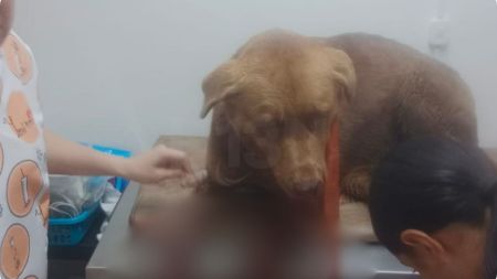 Atacan a machete a un perro en La Unión: autoridades buscan al agresor Atacan a machete a un perro en La Unión: autoridades buscan al agresor