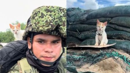 Así fue el rescate de Micha, la gatita acogida por un Infante de Marina en la selva