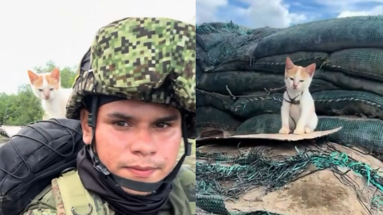 Así fue el rescate de Micha, la gatita acogida por un Infante de Marina en la selva