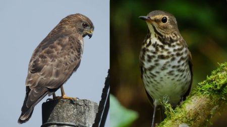 Medellín celebrará el Festival de las Aves 2026 con salidas de campo, ciencia y arte del 28 al 31 de octubre Medellín celebrará el Festival de las Aves 2026 con salidas de campo, ciencia y arte del 28 al 31 de octubre