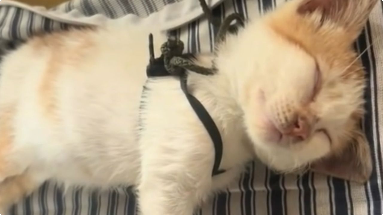 VIDEO: Así fue el rescate de Micha, la gata acogida por un Infante de Marina en la selva