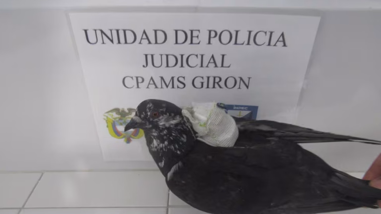 Paloma