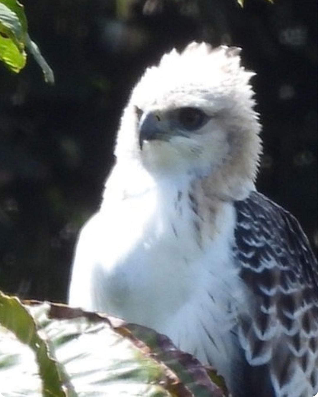 Nuevamente avistan un águila crestada en la zona rural de Medellín: así fue el registro