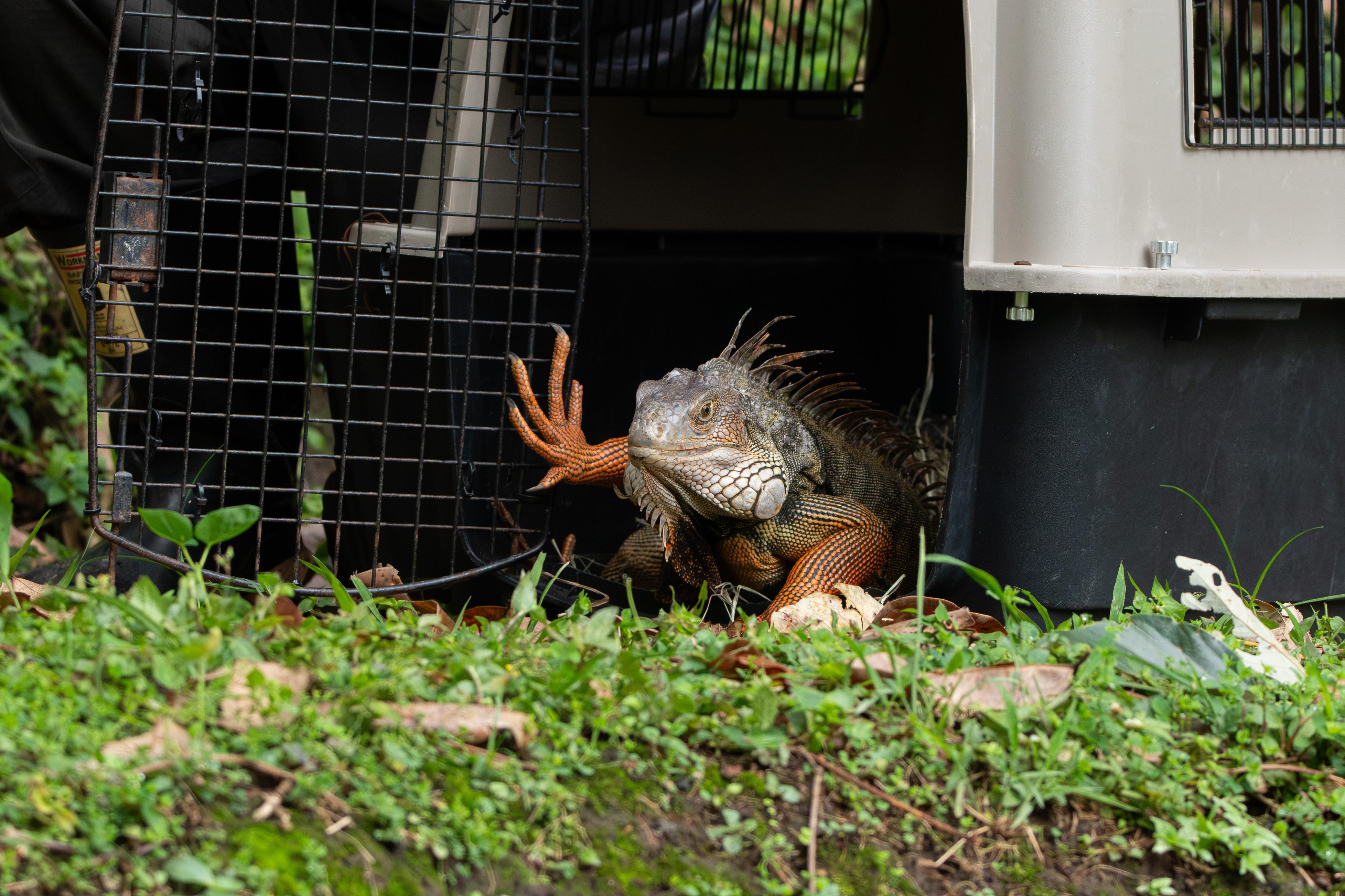Zarigüeyas, loras e iguanas volvieron a la naturaleza tras ser rehabilitadas en Medellín 4 WhatsApp Image 2026 10 04 at 7.55.54 AM 2