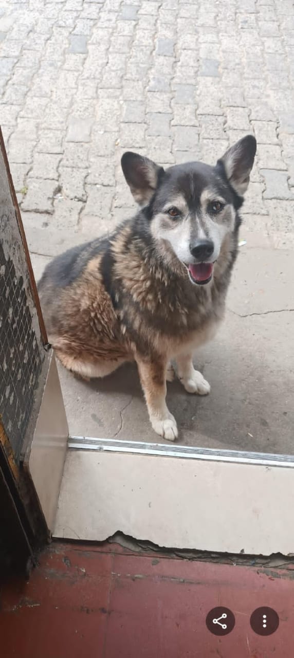 VIDEO: Investigan el caso de un perro atropellado en el parque de La Unión