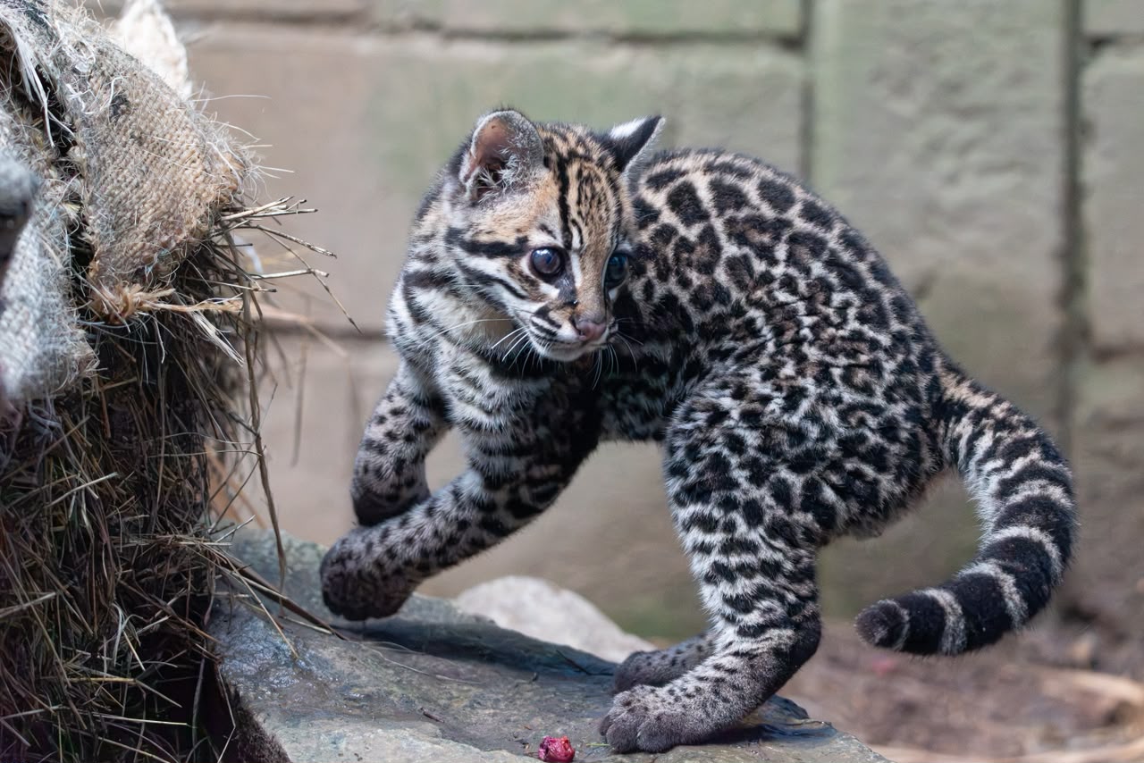 Encuentran un ocelote bebé en una vía de Santa Elena: expertos evalúan si podrá volver a la naturaleza 4 WhatsApp Image 2026 10 27 at 12.15.31 PM