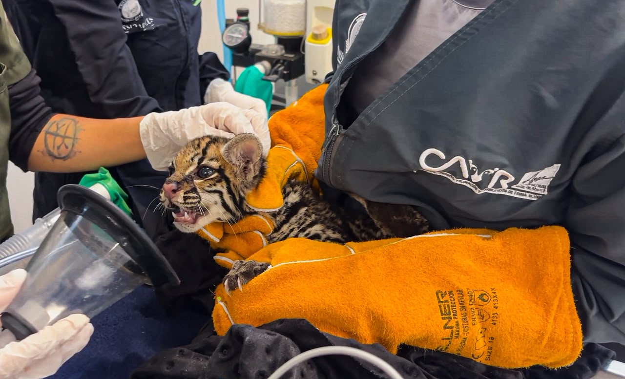 Encuentran un ocelote bebé en una vía de Santa Elena: expertos evalúan si podrá volver a la naturaleza 2 WhatsApp Image 2026 10 27 at 12.18.28 PM 1