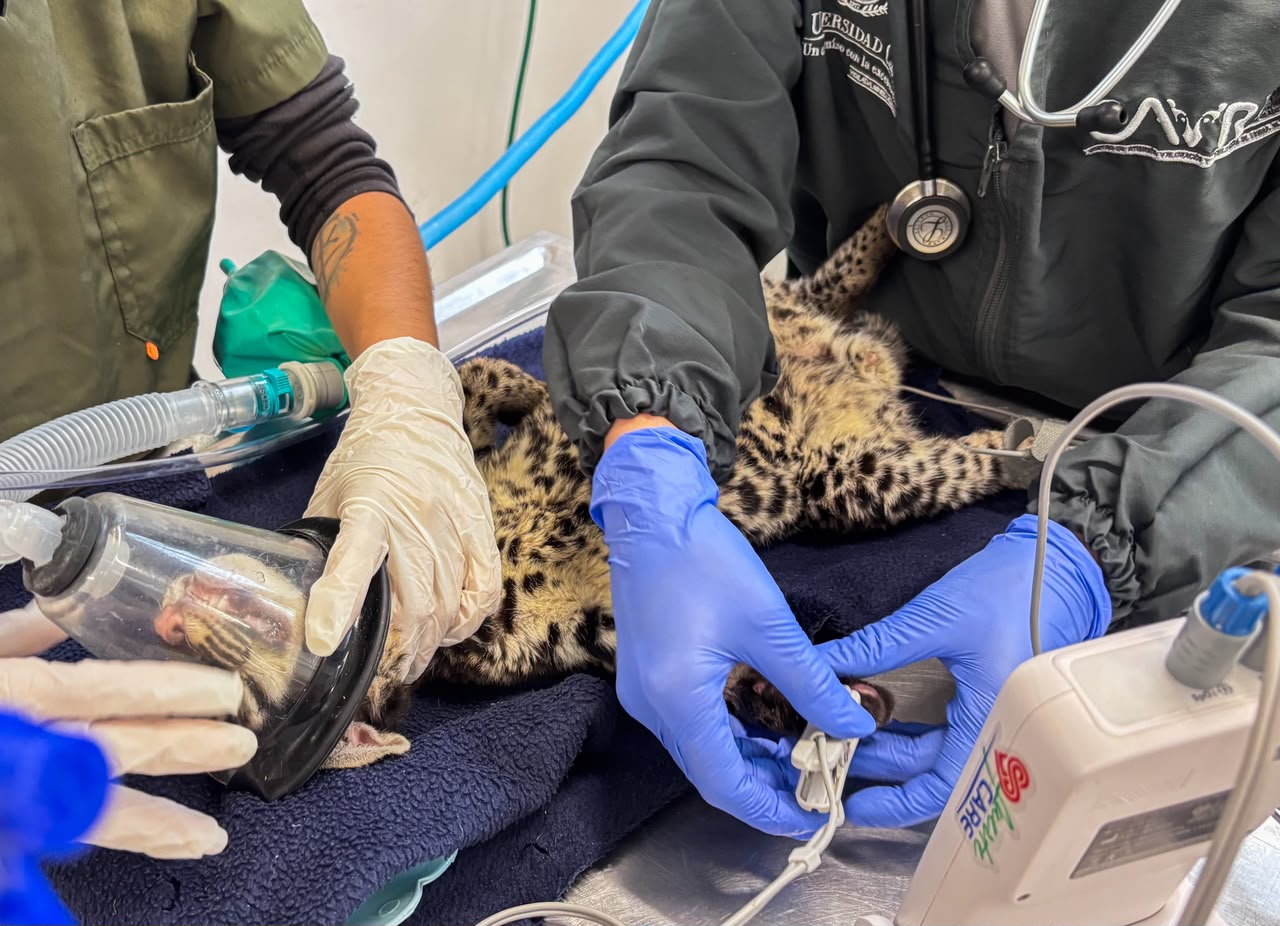 Encuentran un ocelote bebé en una vía de Santa Elena: expertos evalúan si podrá volver a la naturaleza 1 WhatsApp Image 2026 10 27 at 12.18.28 PM 2