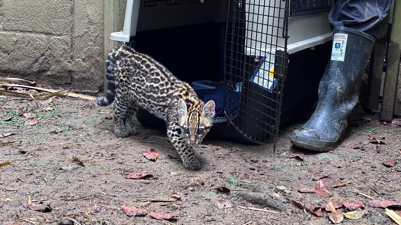 Encuentran un ocelote bebé en una vía de Santa Elena: expertos evalúan si podrá volver a la naturaleza 3 WhatsApp Image 2026 10 27 at 12.18.28 PM